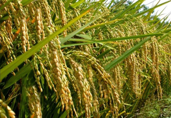 Potensi Pertanian Padi & Pemeliharaan Tanaman Padi